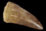 Fossil Mosasaur (Mosasaurus) Tooth - Morocco #118930-1